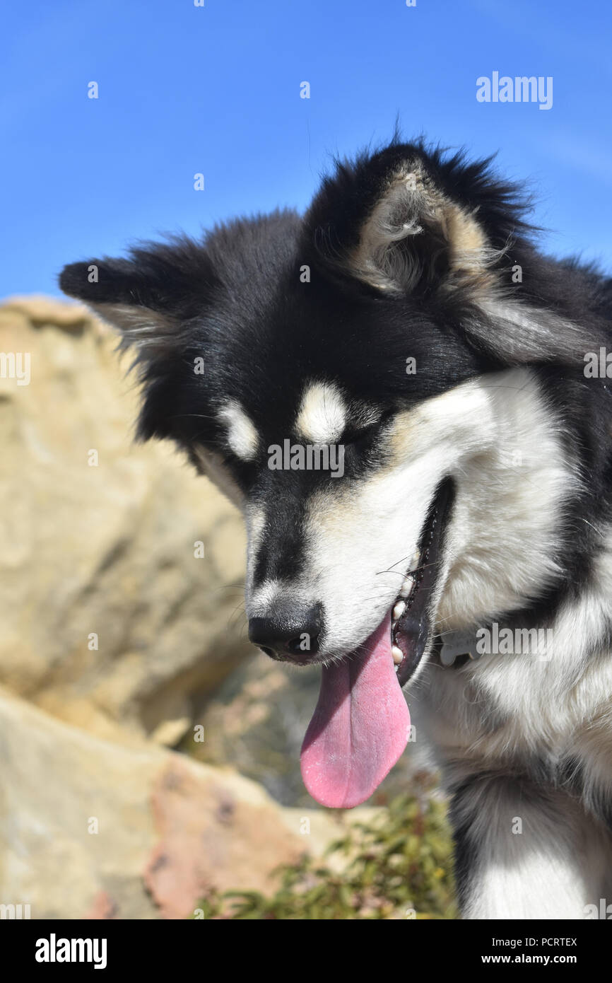 Mignon Bebe Husky En Regardant Le Sol Photo Stock Alamy