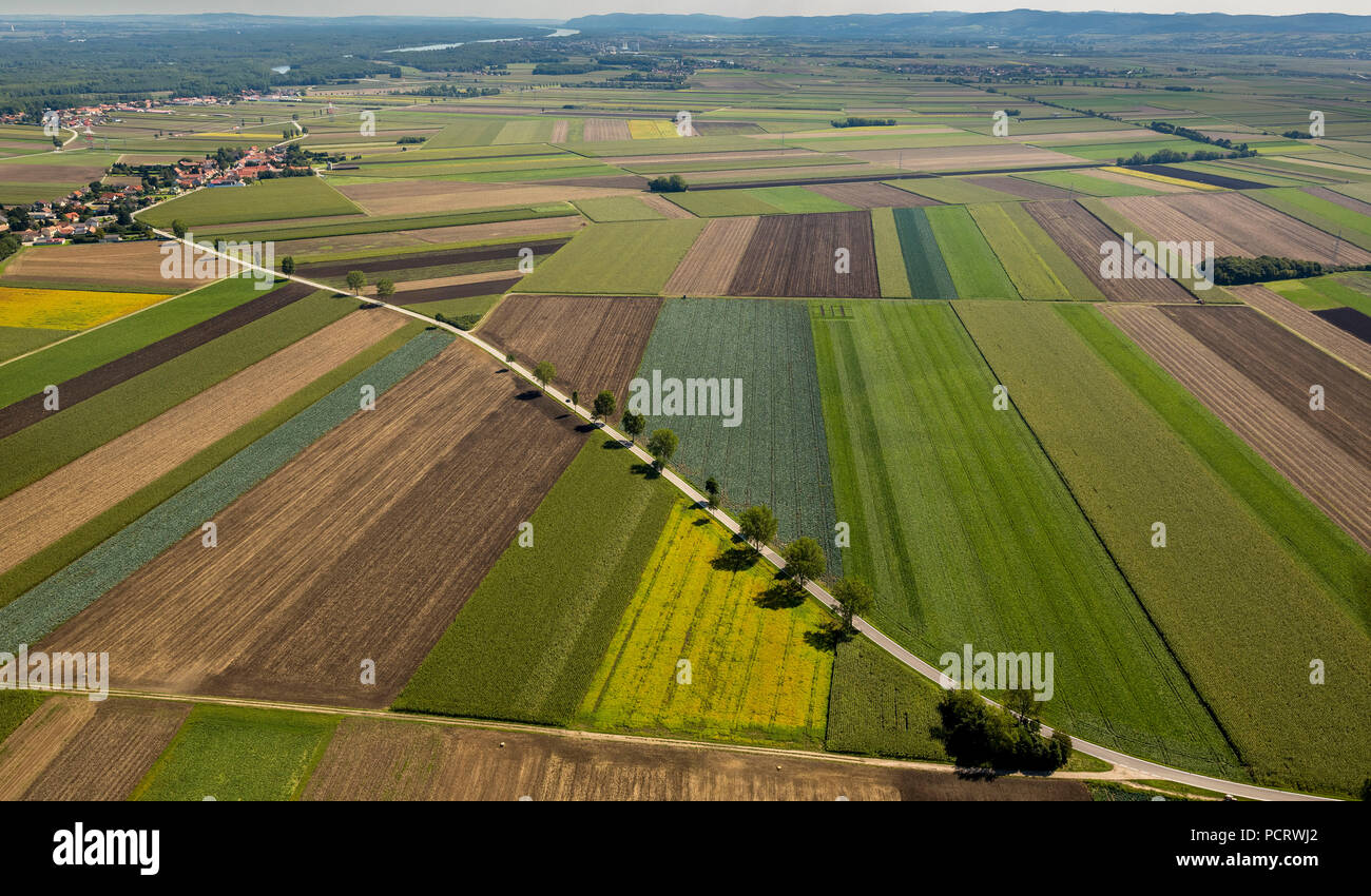 Vue aérienne, de l'agriculture, de l'agriculture, de champs, de prairies, champ paysage avec chemin, Michelhausen, Basse Autriche, Autriche Banque D'Images