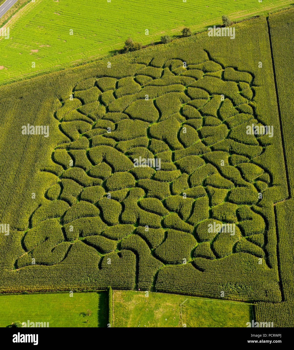 Labyrinthe de maïs sur un champ près de Bad Sassendorf, Agriculture, élevage, Soest, au sud de la Westphalie, Rhénanie-Palatinat, Allemagne Banque D'Images