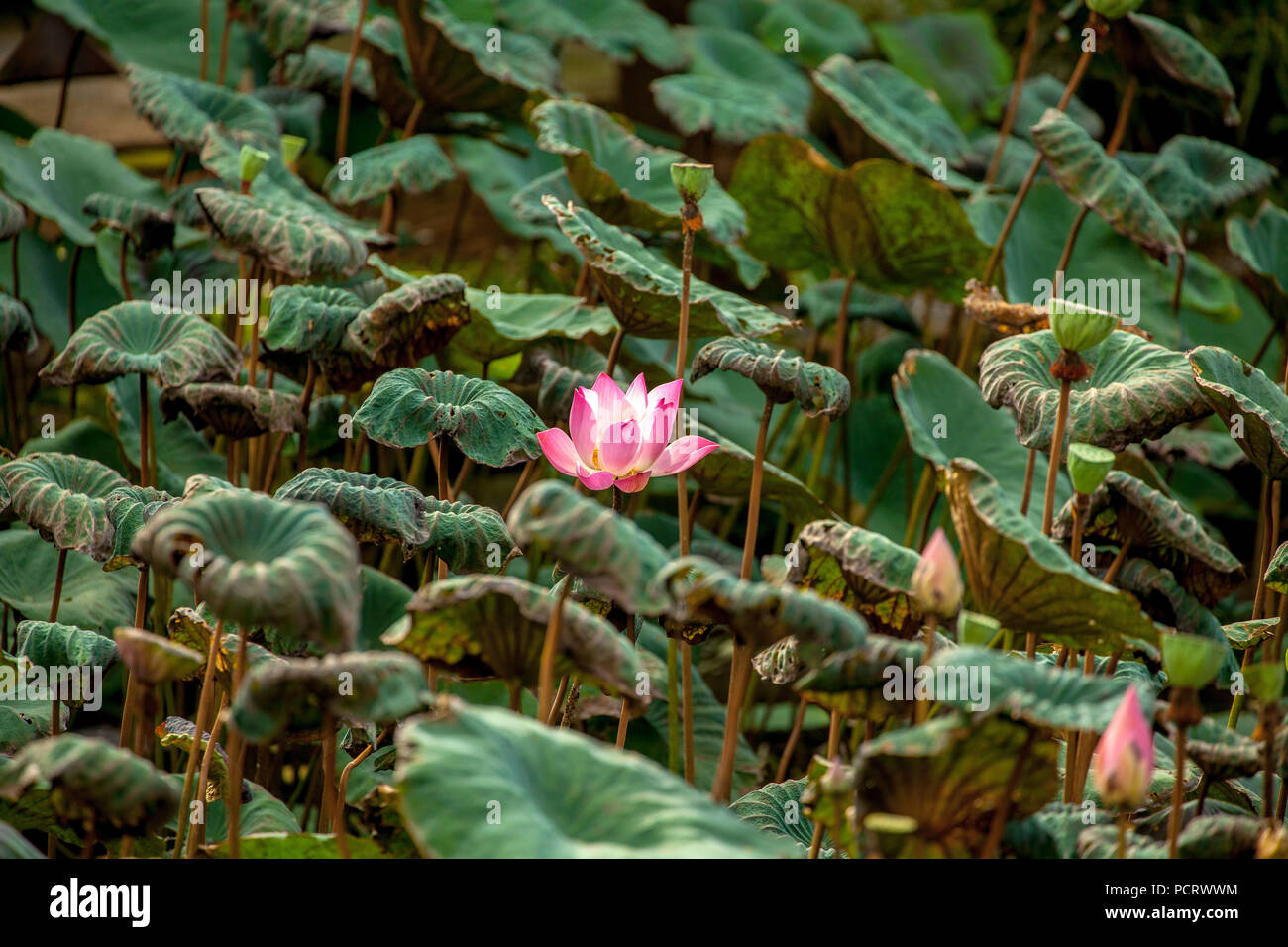 Fleur de Lotus, fleur de lotus (Nelumbo nucifera), temple Pura Taman Saraswati à Ubud, Bali, Indonésie, Asie Banque D'Images
