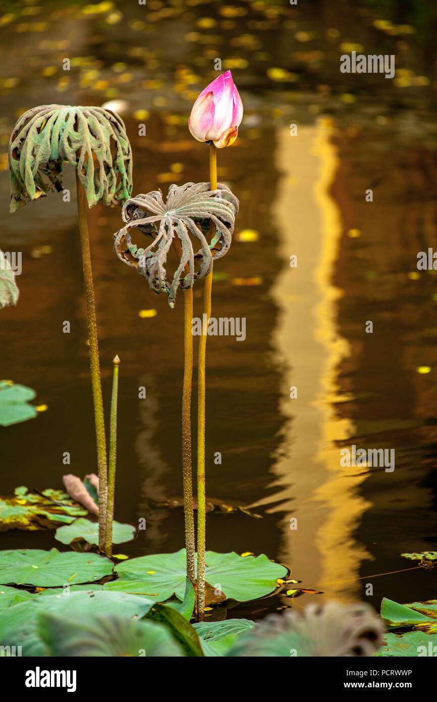 Fleur de Lotus, fleur de lotus (Nelumbo nucifera), temple Pura Taman Saraswati à Ubud, Bali, Indonésie, Asie Banque D'Images