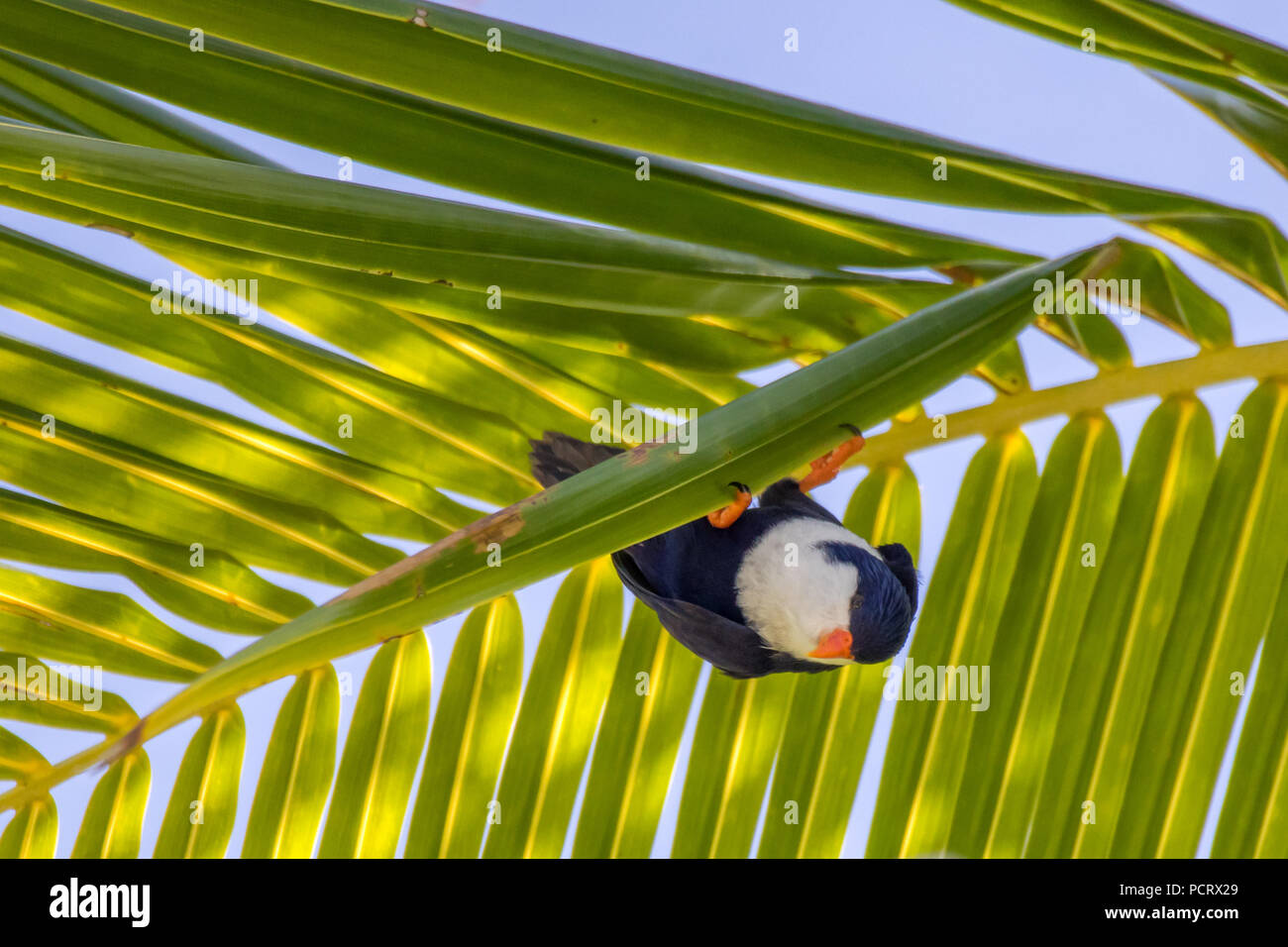 Une perruche endémique, le bleu lorikeet dans un palmier au Blue Lagoon, atoll de Rangiroa, Tuamotu, Polynésie Française Banque D'Images