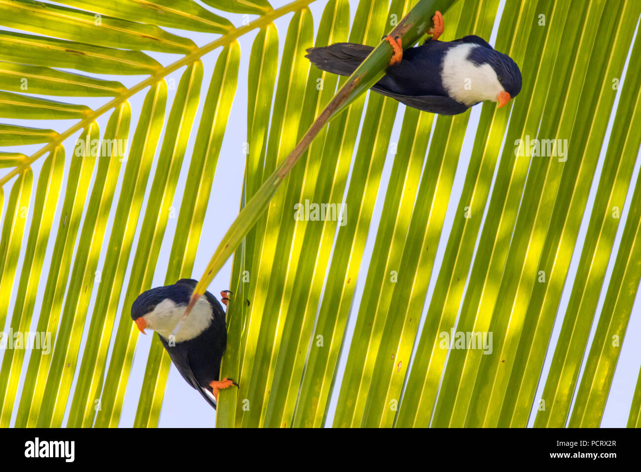 Une perruche endémique, le bleu lorikeet dans un palmier au Blue Lagoon, atoll de Rangiroa, Tuamotu, Polynésie Française Banque D'Images