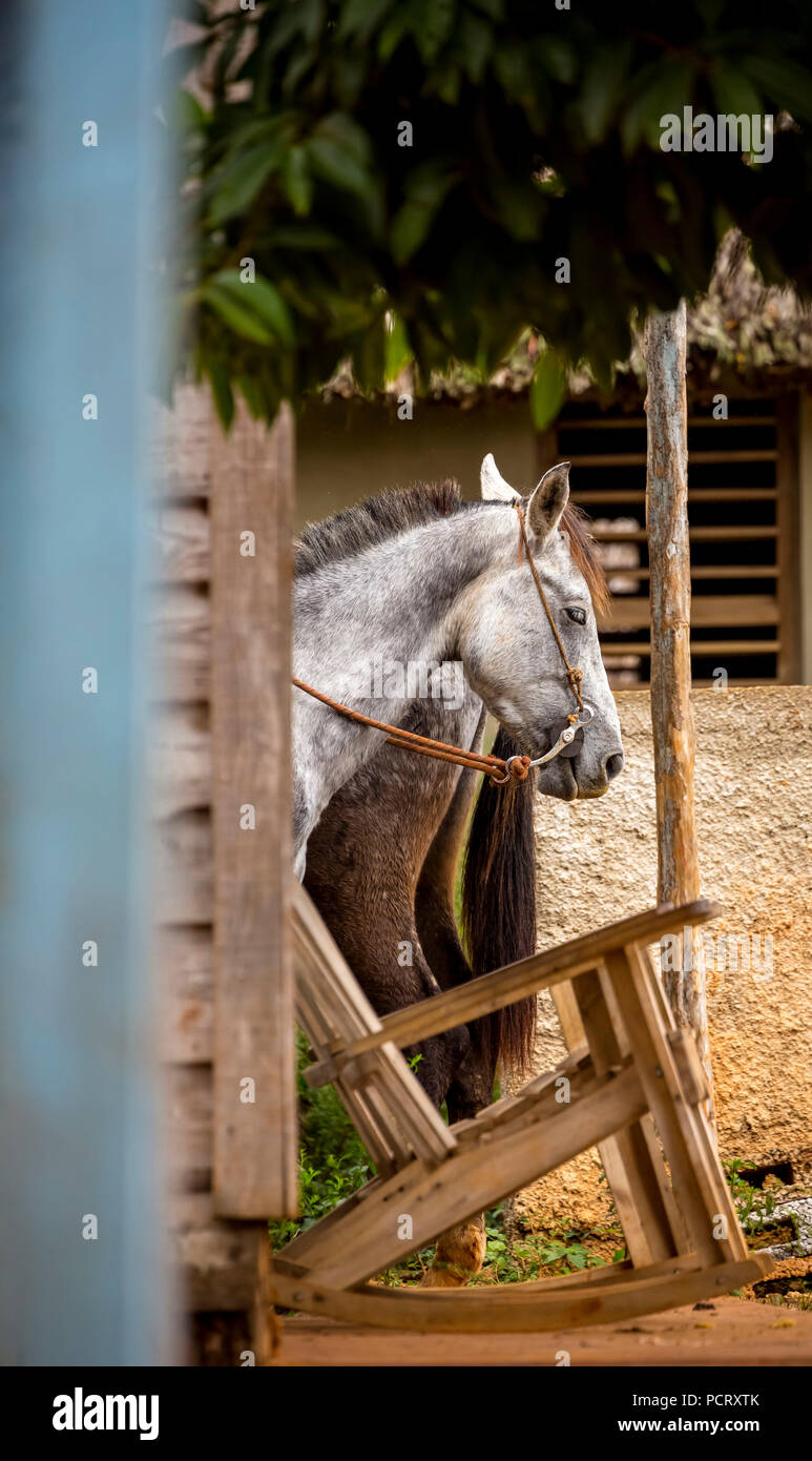 L'intégré sur une terrasse avec chaise berçante, Viñales, Cuba, Pinar del Río, Cuba, voyage, île, Grandes Antilles, Banque D'Images
