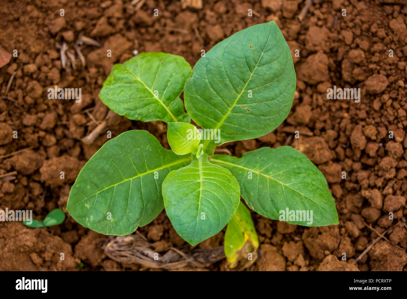 Le tabac (Nicotiana), les plants de tabac, Viñales, Cuba, Pinar del Río, Cuba, Voyage, île, Grandes Antilles, Banque D'Images