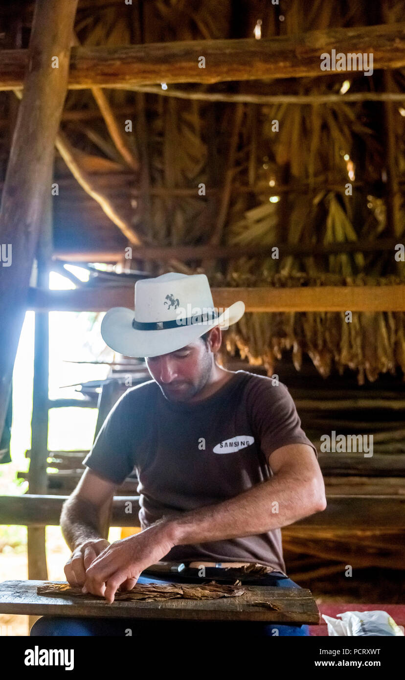 Producteur de tabac, cultivateur de tabac Manne Luis Alvares Rodrigues coupes et roule un cigare d'un congé du tabac, tabac ferme dans la vallée de Vinales, Viñales, Cuba, Pinar del Río, Cuba Banque D'Images