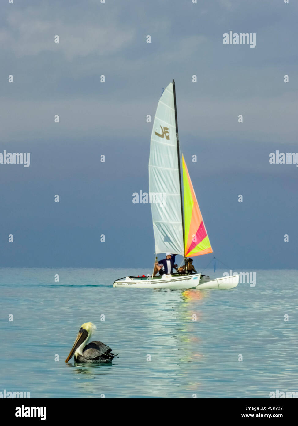 Voilier avec pelican à l'étoile de l'Hôtel Paradisus Varadero Resort & Spa Hotel, Varadero, Cuba, Matanzas, Cuba, Amérique Centrale Banque D'Images