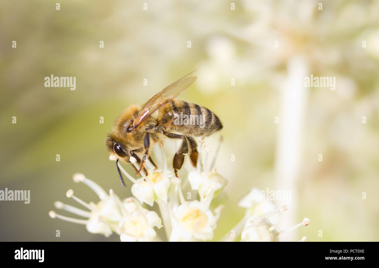 La collecte du pollen d'Abeille sur fleur blanche avec fond vert photo floue Banque D'Images