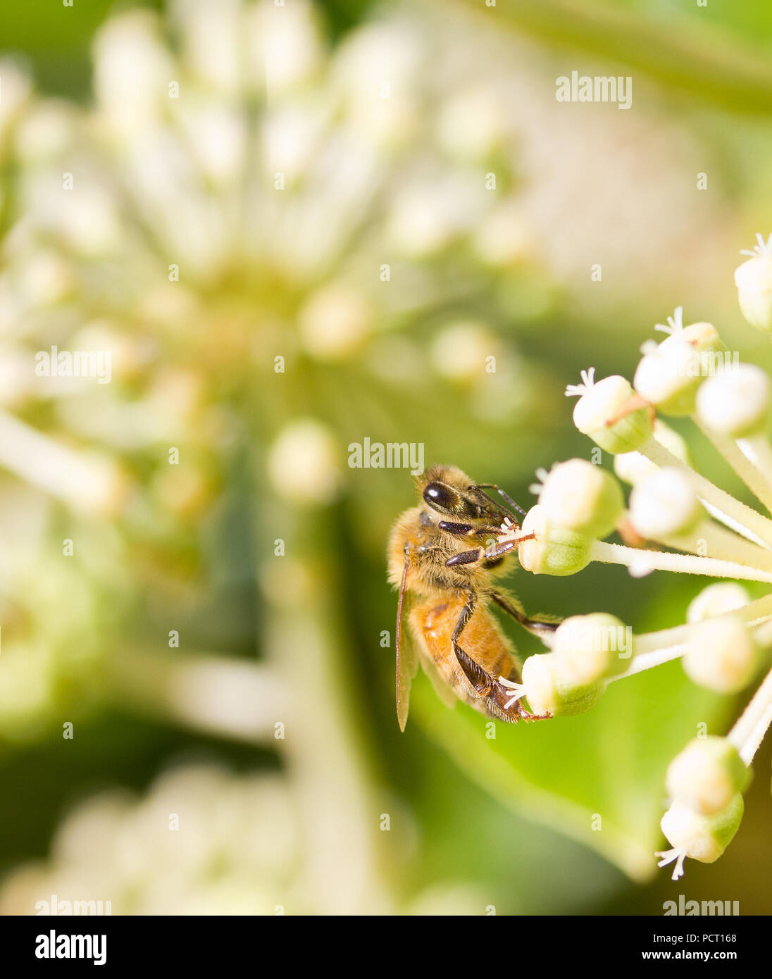 La collecte du pollen d'Abeille sur fleur blanche avec fond vert photo floue Banque D'Images