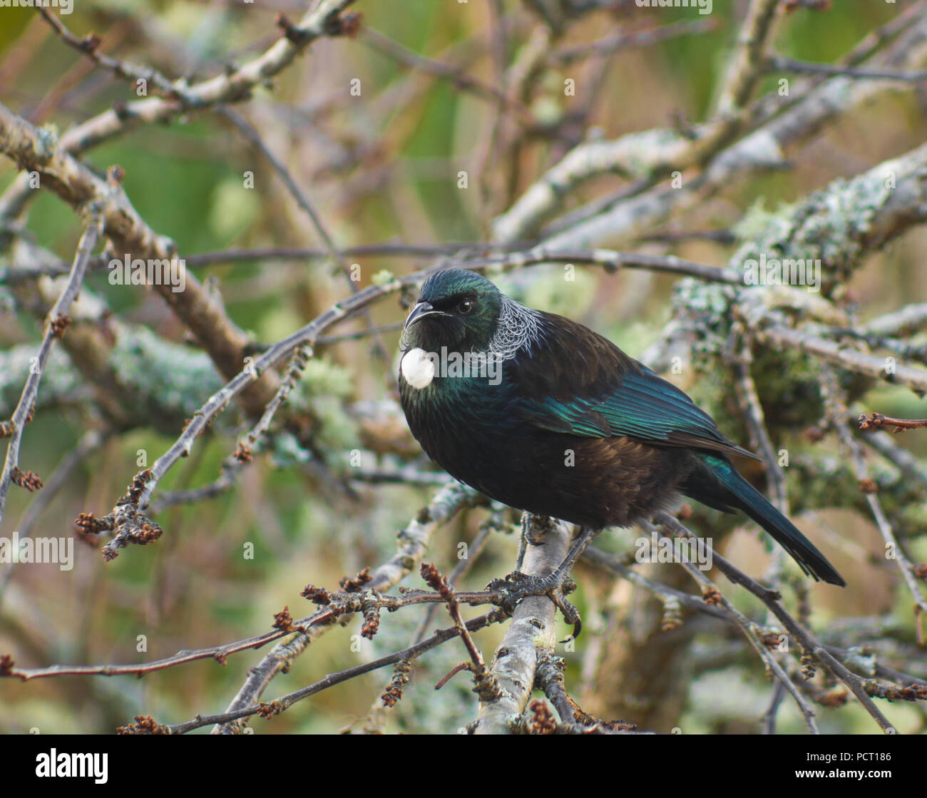 Beau bleu vert originaire de Nouvelle-Zélande oiseaux Tui en arbre de jardin - touffe de plumes blanches à la gorge Banque D'Images