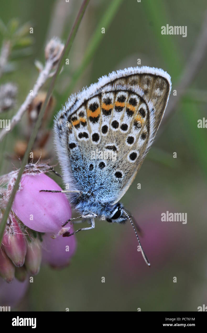 Un papillon bleu étoilé argent Plebejus argus nectar en contre-leaved Heath Erica tetralix sur Brentmoor Heath, Surrey, UK. Banque D'Images