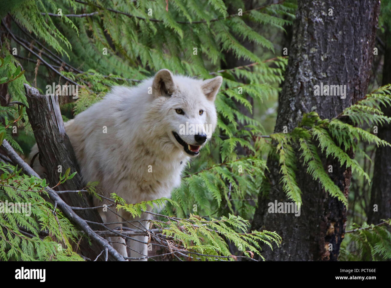 Loup gris. Golden, Colombie-Britannique, Canada Banque D'Images