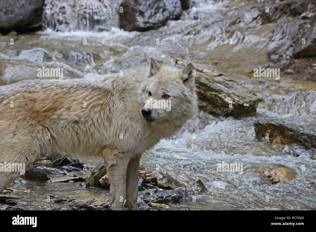 Loup gris. Golden, Colombie-Britannique, Canada Banque D'Images