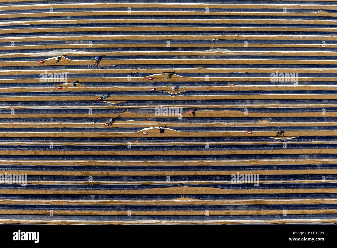 La récolte d'asperges à Castrop-rauxel, aides de la récolte, les asperges asperges barrages, lignes, couvercle en plastique, la récolte, les structures de rang, lignes, Castrop-Rauxel Banque D'Images