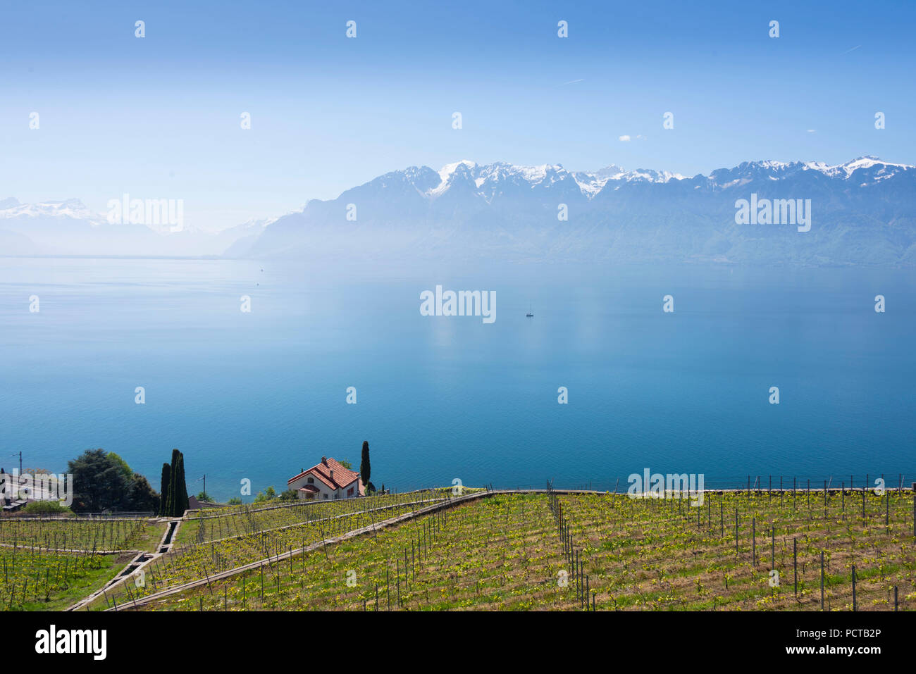 Terrasses sur le lac de Genève au village de St Saphorin en Lavaux, près de Lausanne, canton de Vaud, Suisse Romande, Suisse Banque D'Images