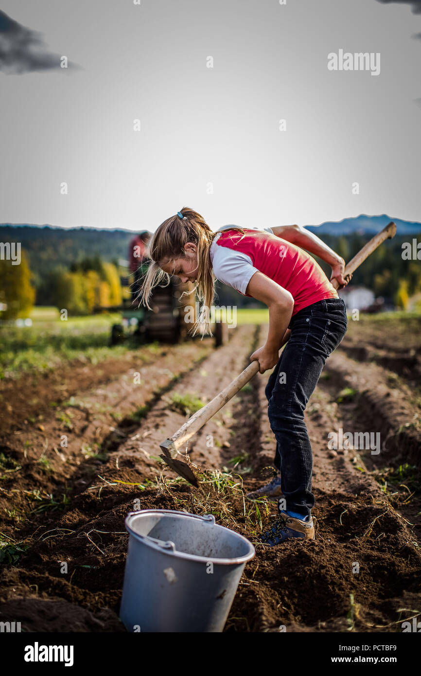 Adolescent, fille avec de longs cheveux bruns, sur le champ de pommes de terre à la récolte Banque D'Images