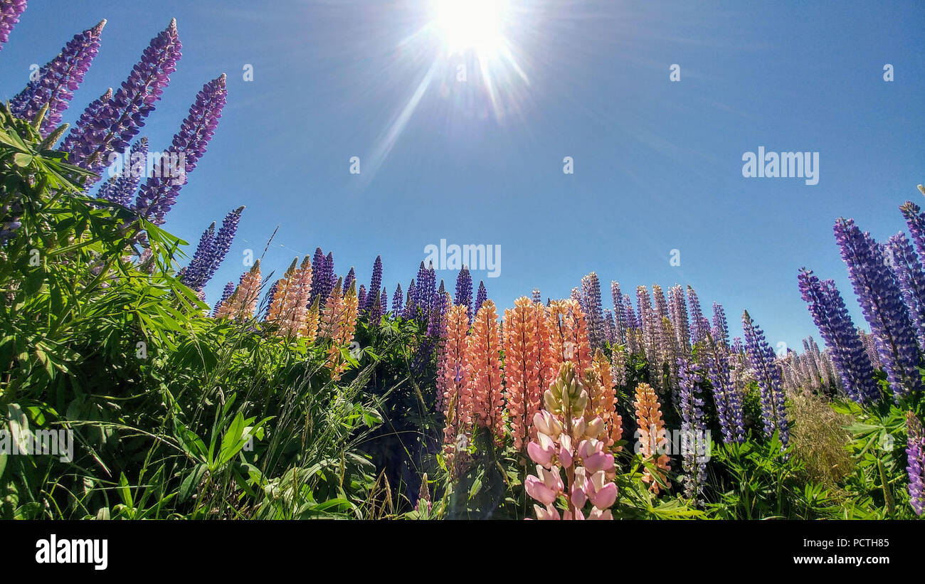 La Nouvelle Zélande, des fleurs colorées sur fond de ciel bleu, soleil, lumière arrière Banque D'Images