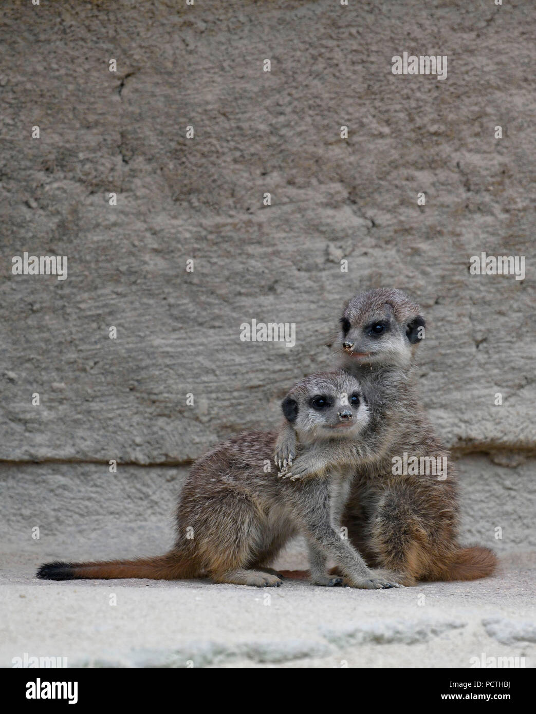 Meerkat, Lynx lynx, les jeunes, de 6 semaines, de câliner, captive Banque D'Images