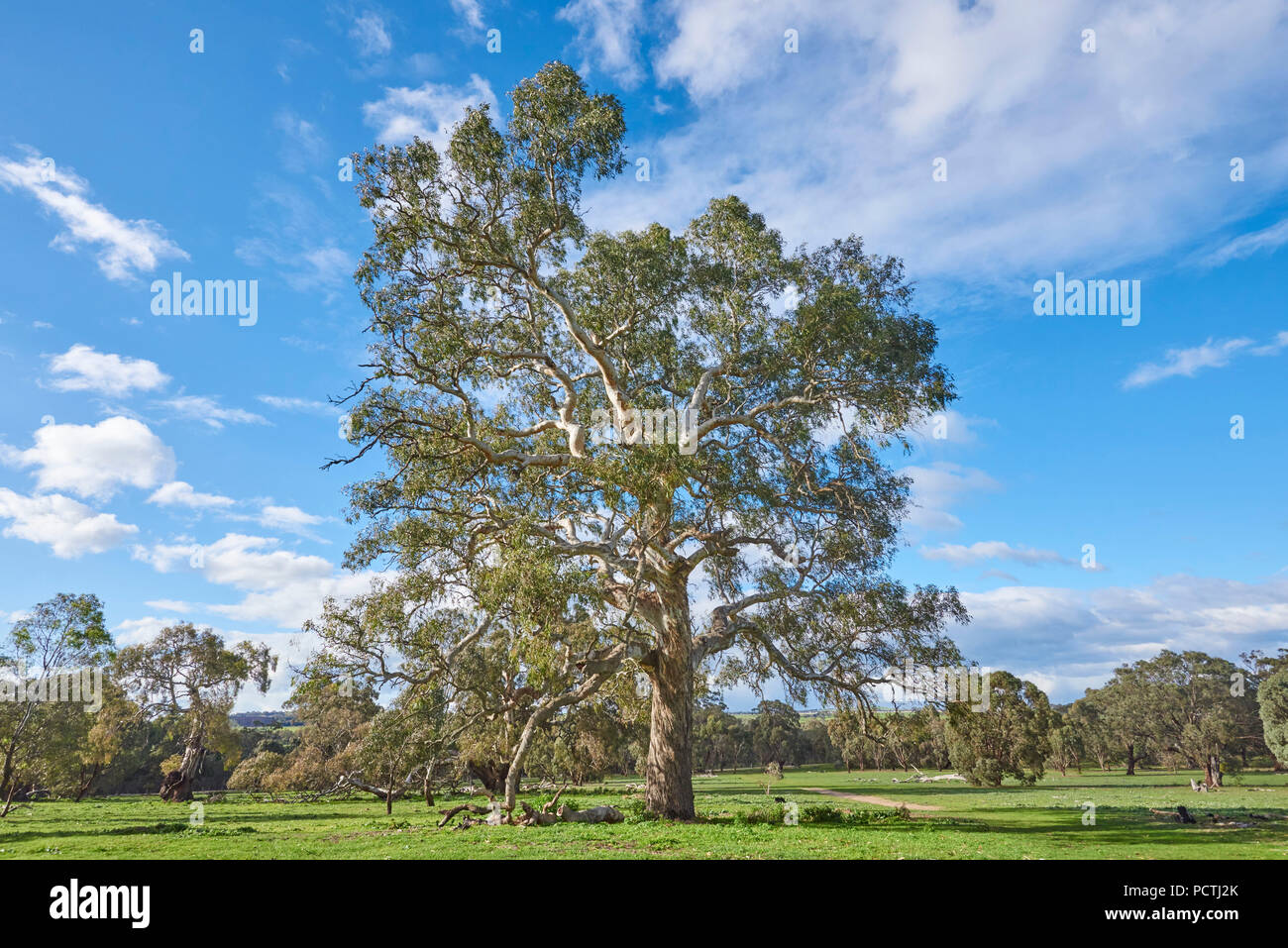 Eucalyptus (Eucalyptus), Melbourne, Victoria, Australie, Océanie Banque D'Images