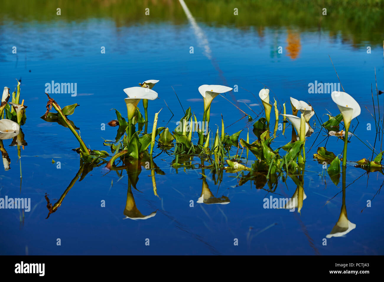 Calla, bog arum ou calla des marais (Calla palustris), fleur, Victoria, Australie, Océanie Banque D'Images