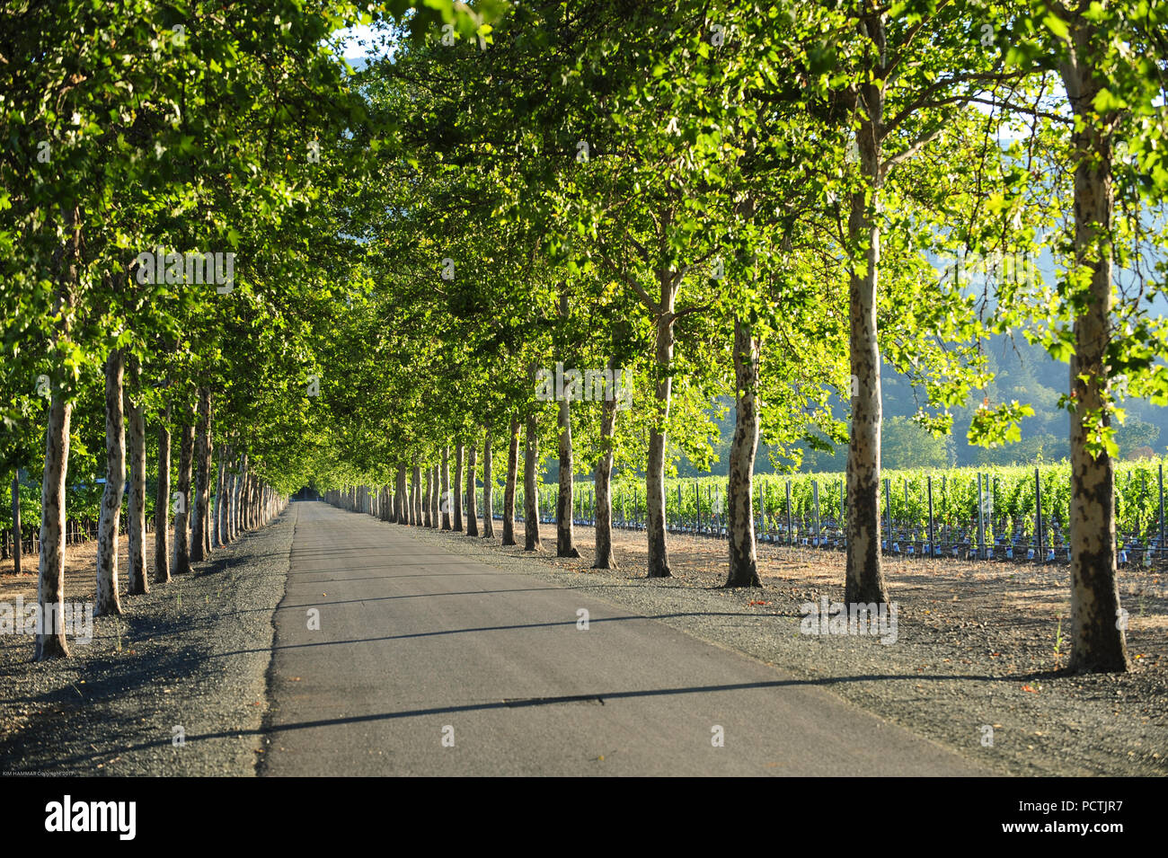 Backroad bordées d'un mène à travers la vallée de Napa Wine Country. Banque D'Images