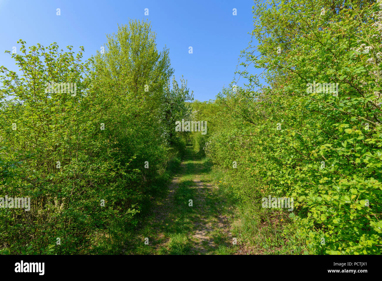 Chemin mène à travers la couverture de végétation au printemps, Sodenberg, Hammelburg, District Bad Kissingen, Rhön, Bavière, Allemagne Banque D'Images