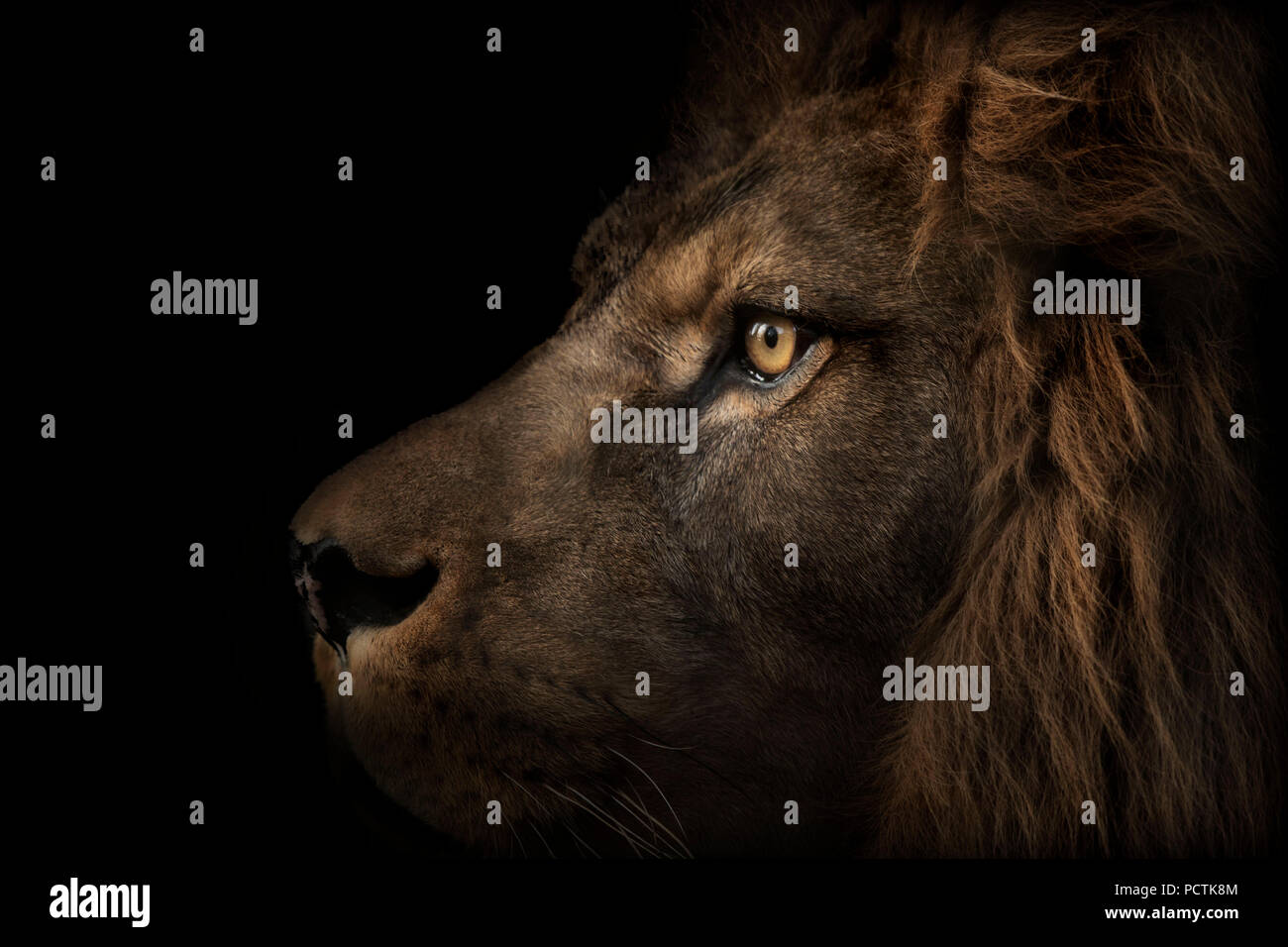 Lion majestueux, vue de côté, fond noir Banque D'Images