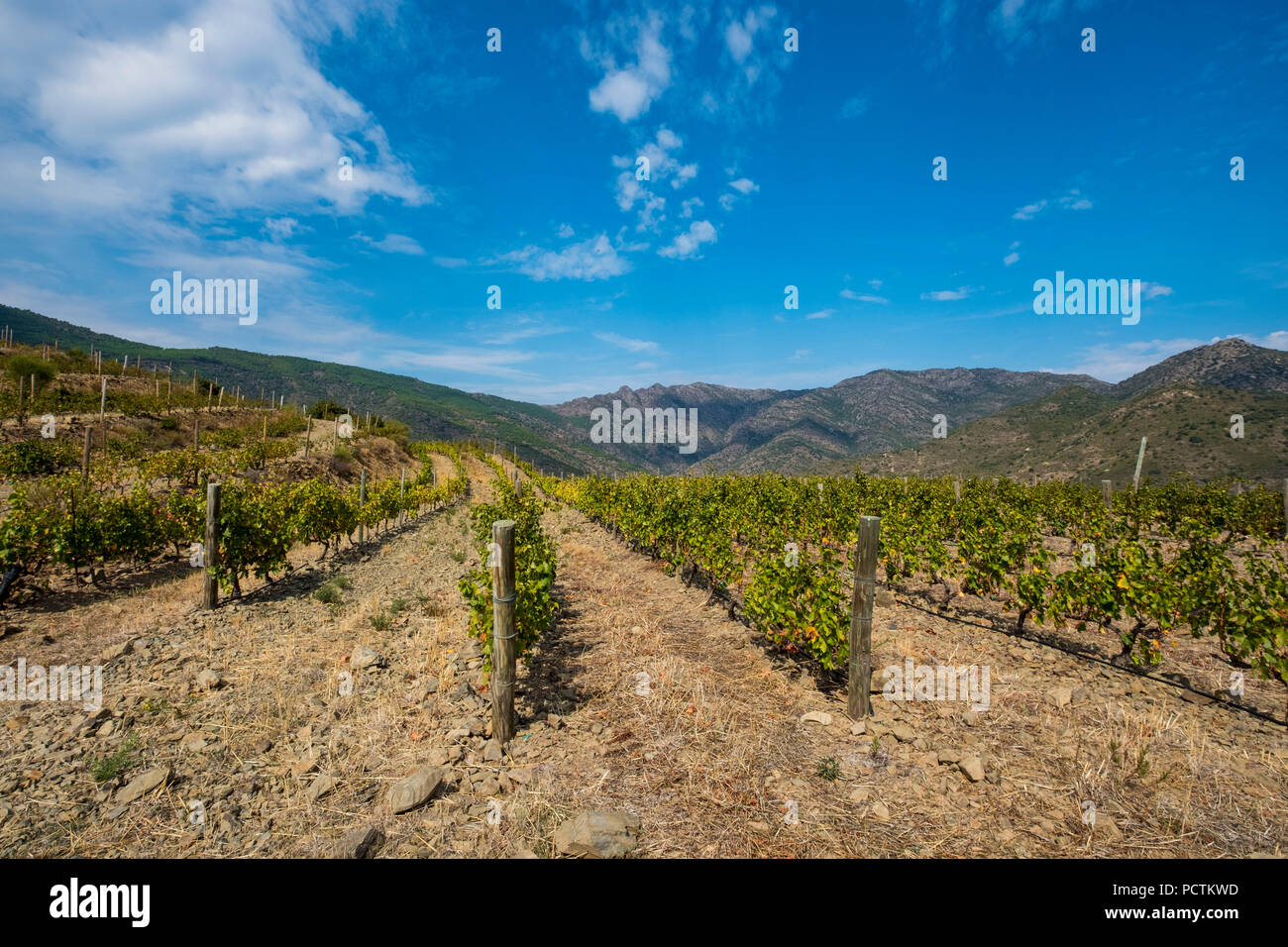 Vignes pour la production de vins bio autour de la ville de Colera au nord de la Costa Brava, dans la province de Gérone en Catalogne Espagne Banque D'Images