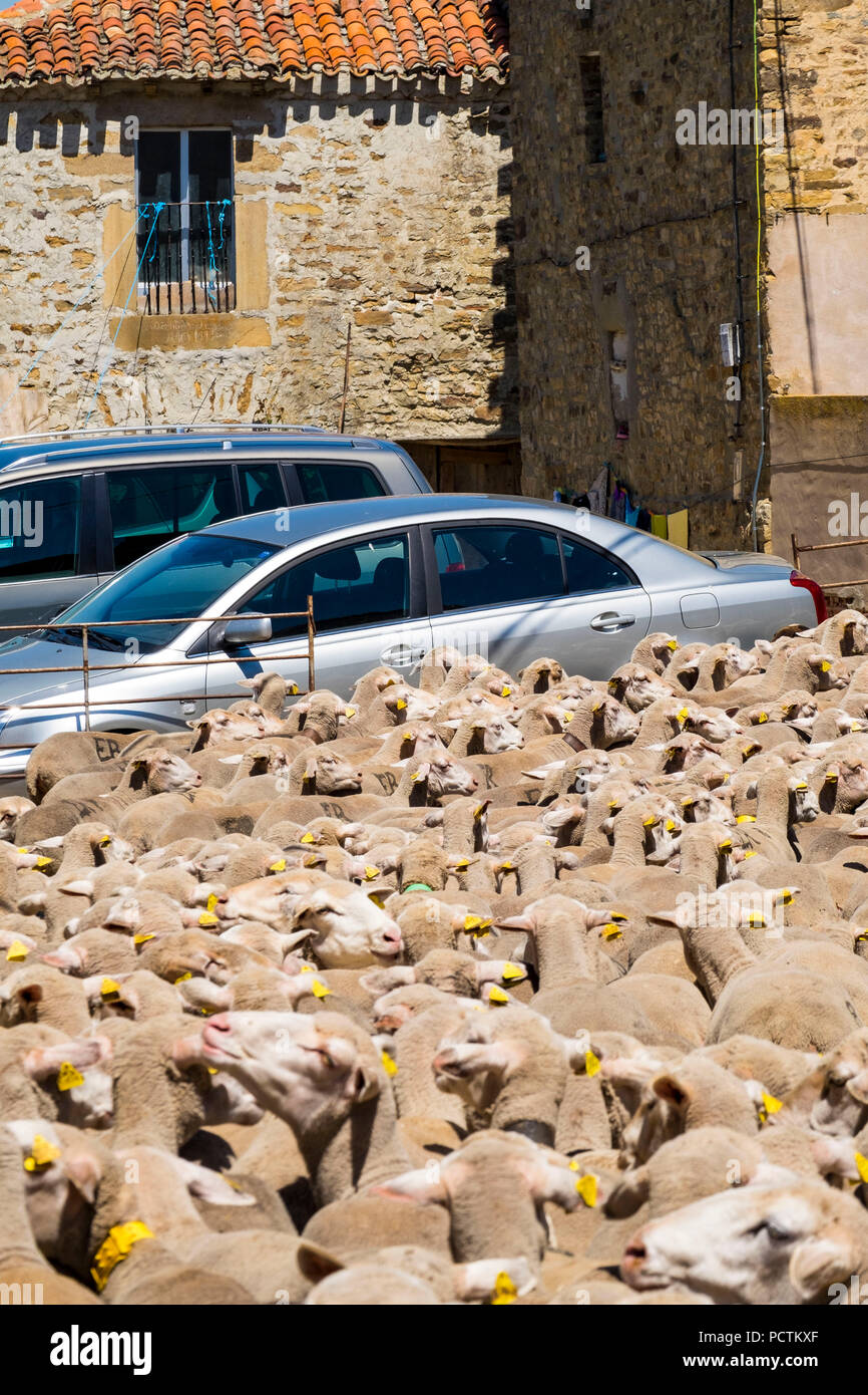 Troupeau de moutons d'arriver à un village dans la campagne de la province de Soria après avoir parcouru un chemin de transhumance à travers le nord de l'Espagne Banque D'Images