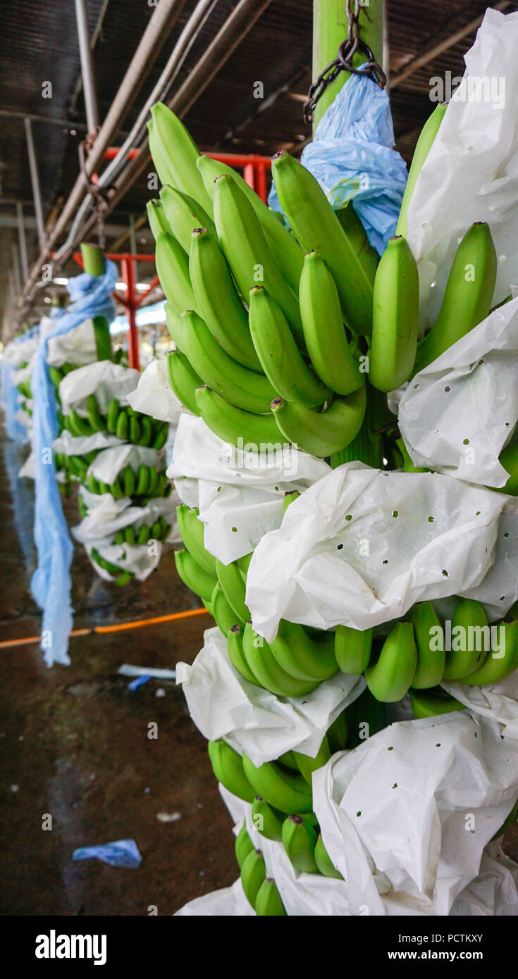 L'emballage des bouquets de bananes Banque D'Images