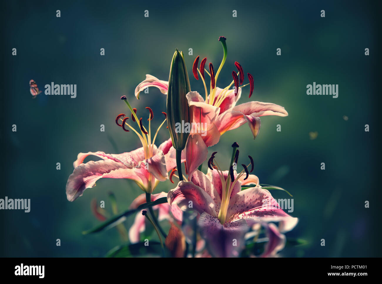 Fleurs, Lilium stargazer, Philippines, Asie Banque D'Images