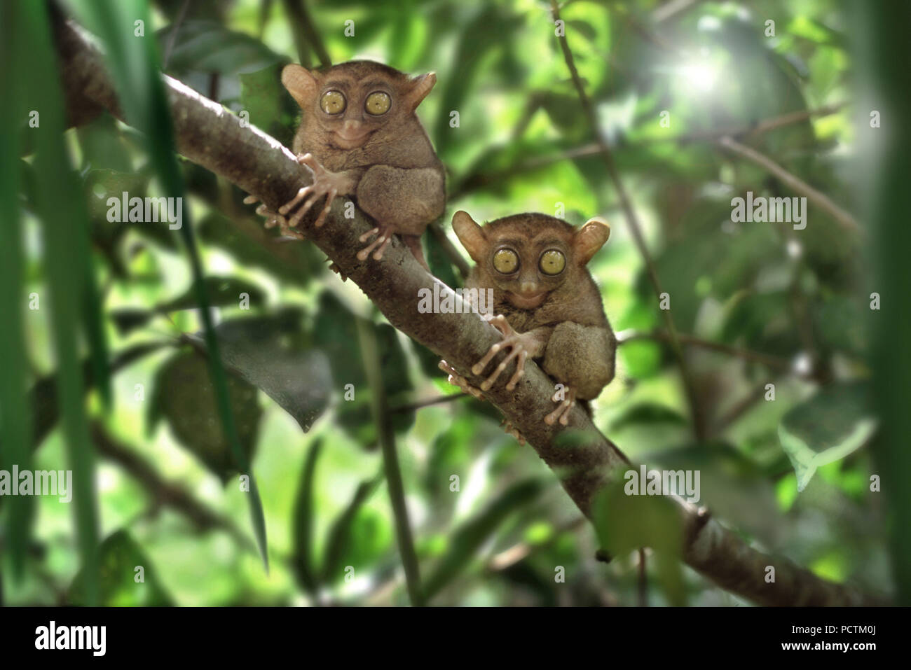 Les Tarsiers, collines de chocolat, île de Bohol, Visayas, Philippines, Asie Banque D'Images