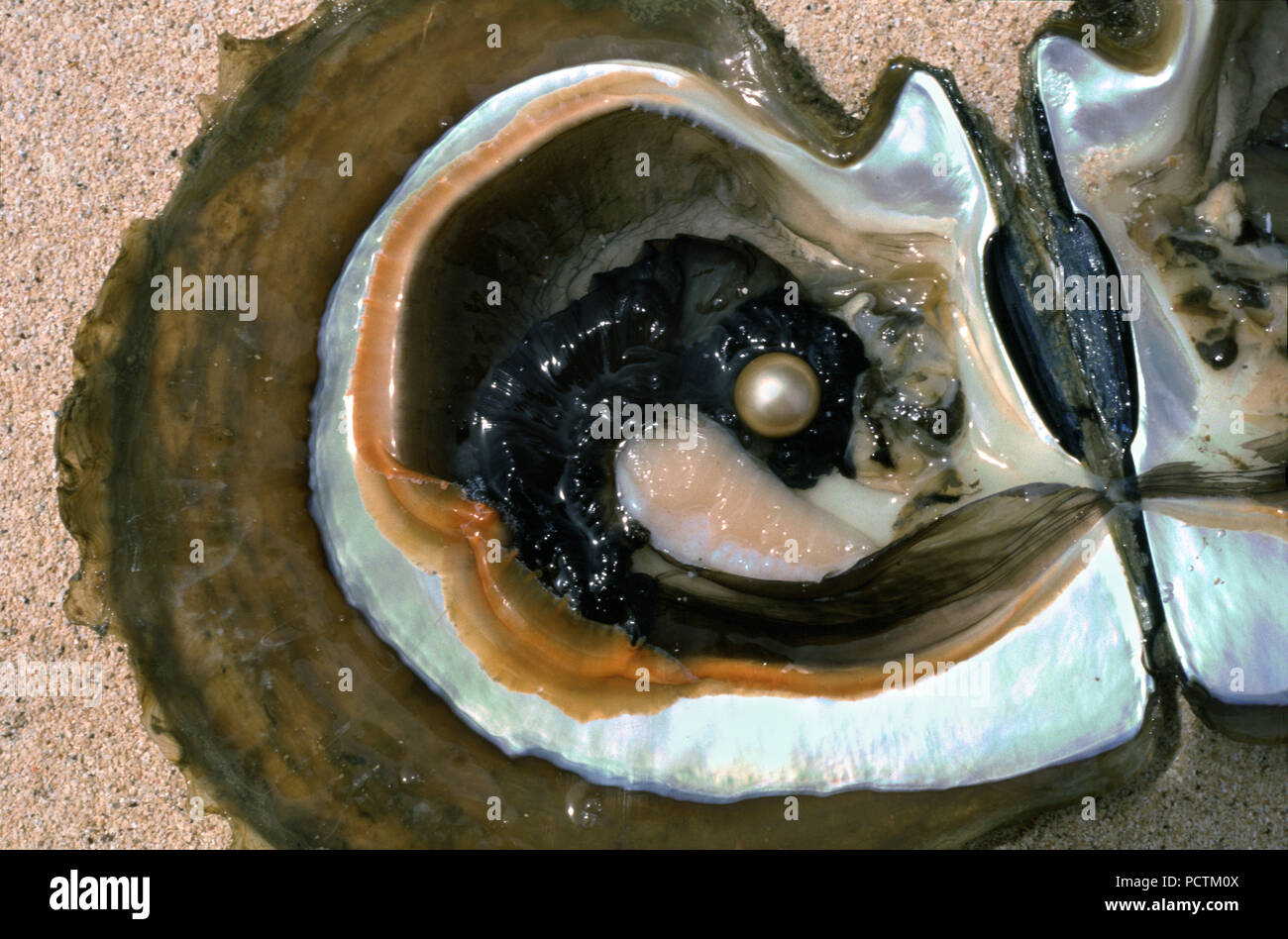 South Sea Pearl oyster Pinctada, dans l'île de Palawan, Philippines Banque D'Images