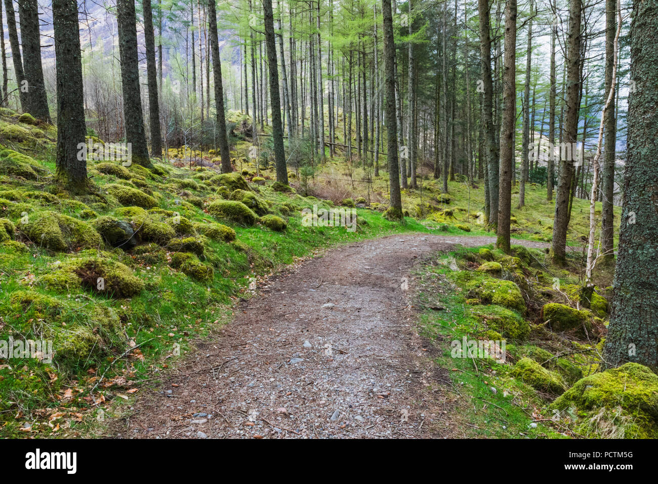 La Grande-Bretagne, l'Écosse, les Highlands écossais, les bois et le chemin près de Glencoe Banque D'Images