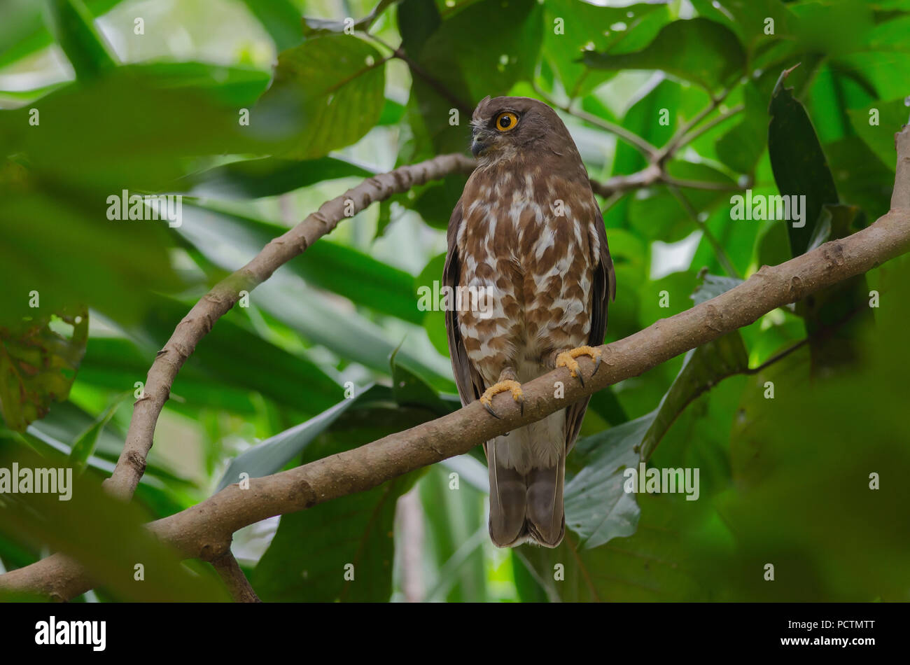 Brown Chouette épervière perché sur l'arbre dans la nature (Ninox scutulata) Banque D'Images