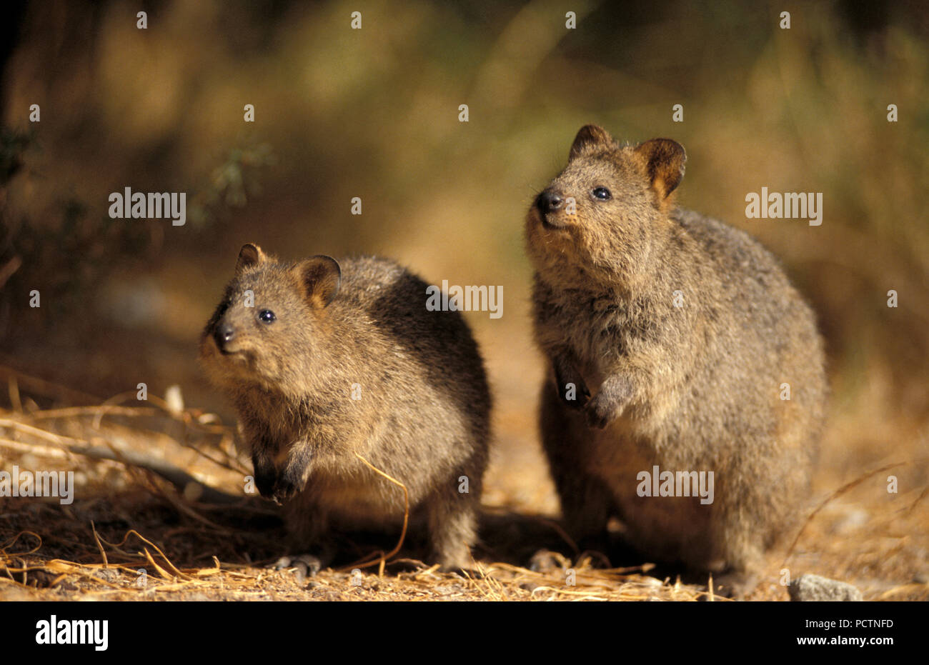 Quokkas (Chrysocyon brachyurus) Rottnest Island, Australie de l'Ouest Banque D'Images