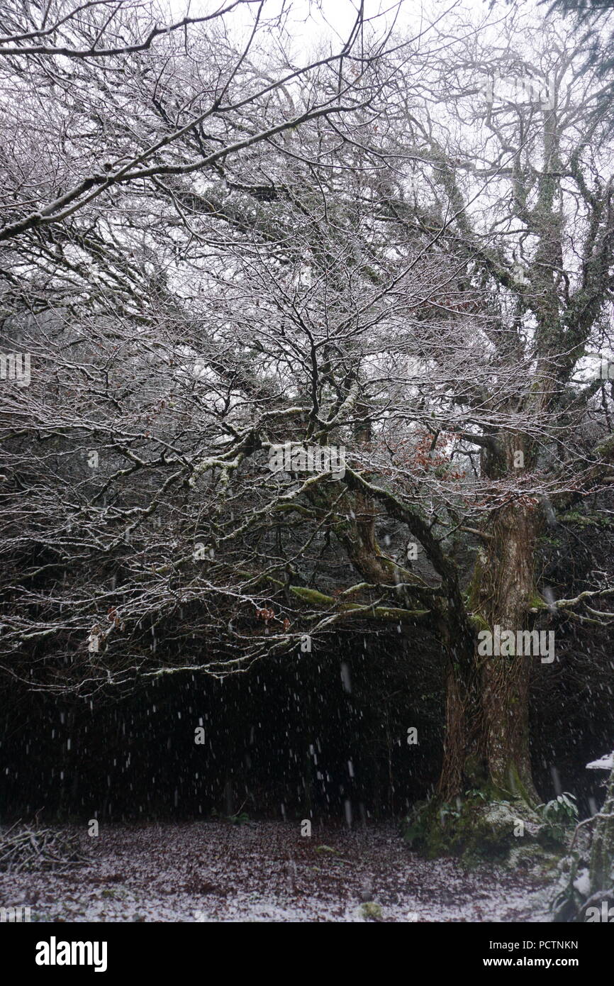 La forêt enneigée en Irlande Banque D'Images