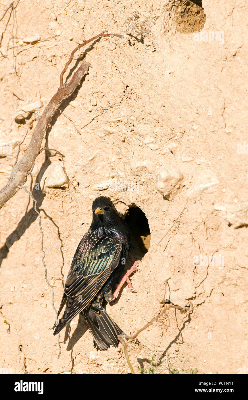 Starling - Intrance de nid - Sturnus vulgaris Etourneau sansonnet - A l'entrée du nid Banque D'Images