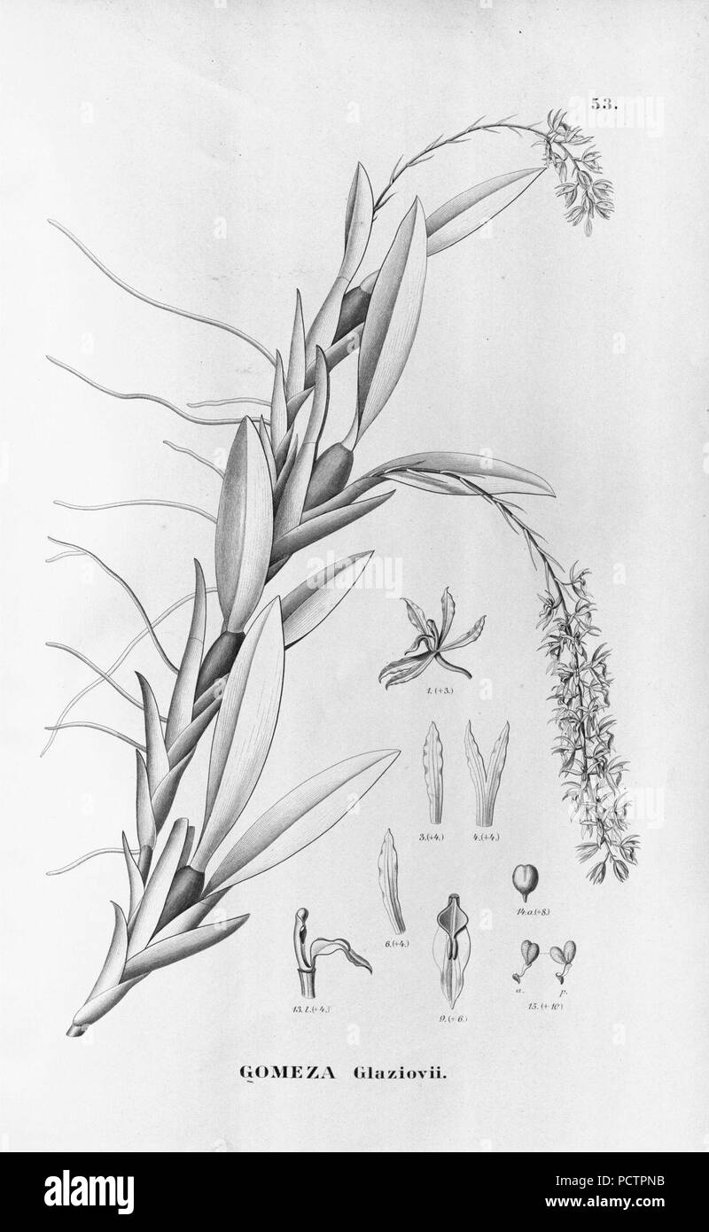 Flora brasiliensis, enumeratio plantarum à Brasilia hactenus detectarum Monachii et Lipsiae [Munich & ; Leipzig] : R. Oldenbourg ; 1840-1906. Banque D'Images