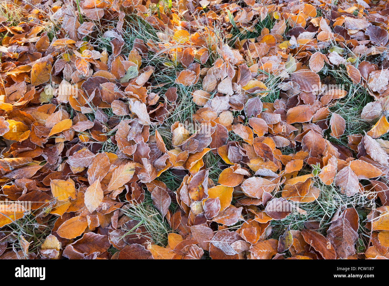 Feuilles de hêtre avec de la gelée blanche sur la prairie, la traite, la Haute-Bavière, Bavière, Allemagne Banque D'Images