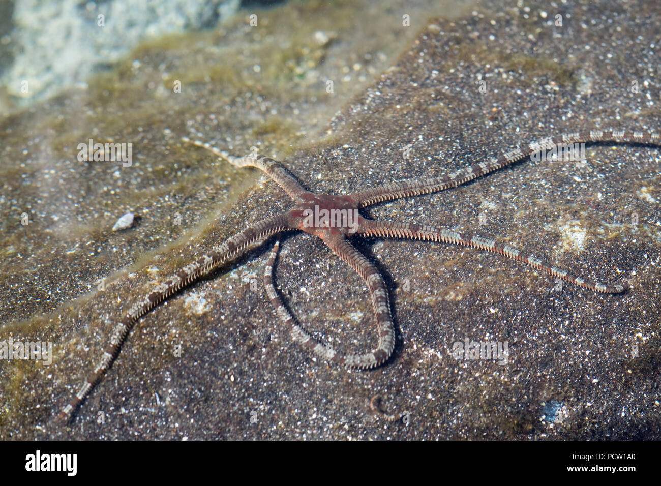 Les étoiles de mer, douce étoile fragile (Ophioderma longicaudum) sur le rocher dans la mer, La Gomera, Îles Canaries, Espagne Banque D'Images