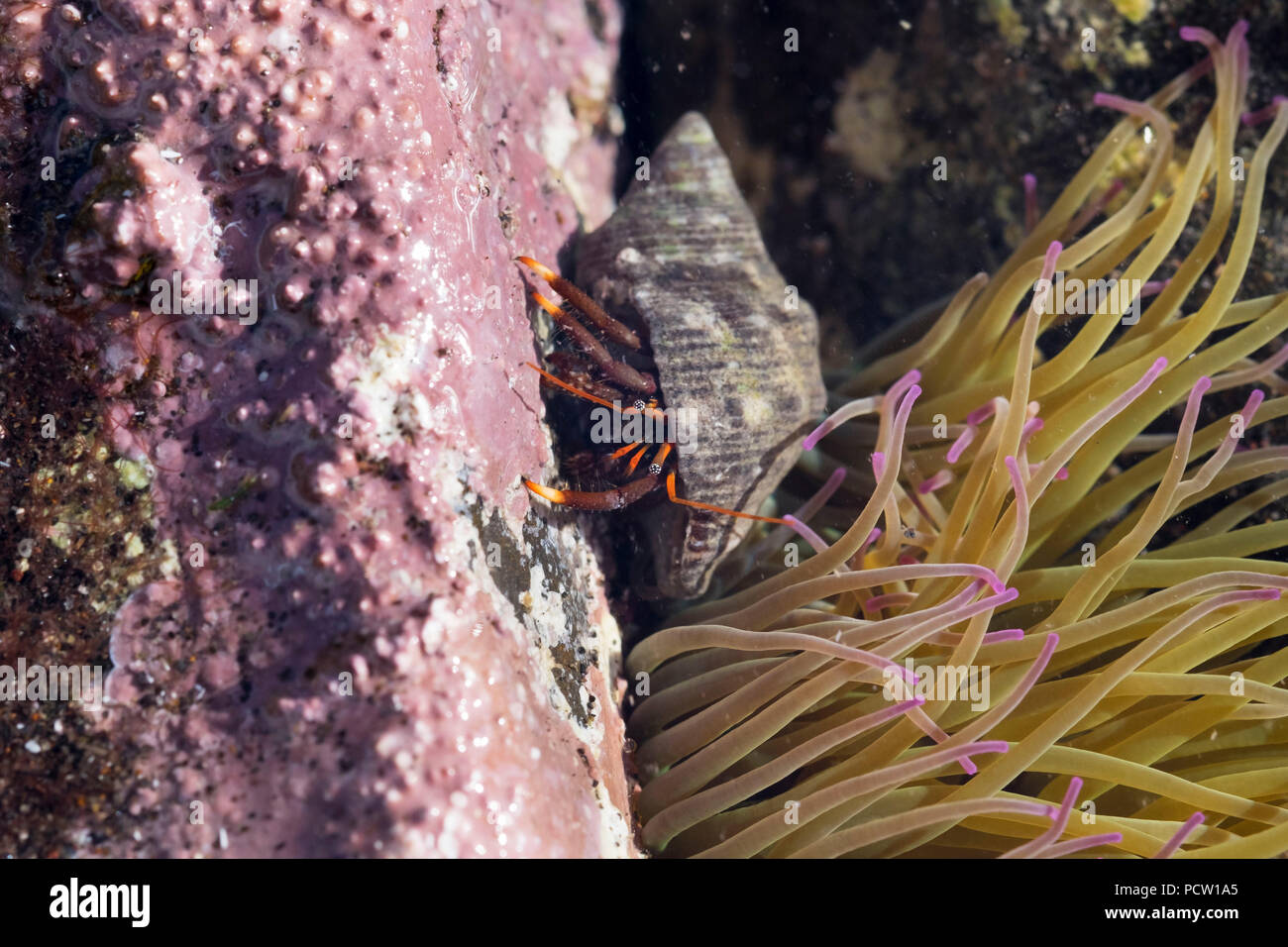 L'Ermite (Paguroidea) et l'anémone de mer Méditerranée, anémone de mer snakelocks (Anemonia sulcata), La Gomera, Îles Canaries, Espagne Banque D'Images