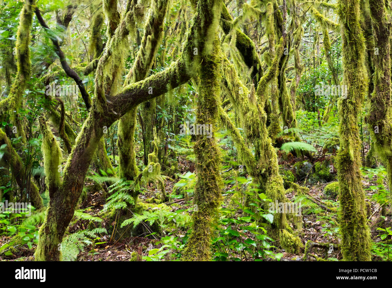 Les arbres moussus, forêt de lauriers dans le Parc National de Garajonay, La Gomera, Îles Canaries, Espagne Banque D'Images