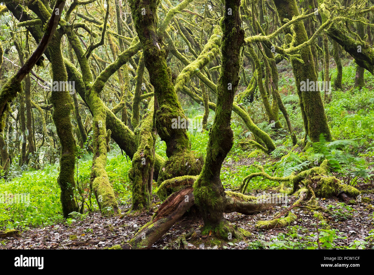 Les arbres moussus, forêt de lauriers dans le Parc National de Garajonay, La Gomera, Îles Canaries, Espagne Banque D'Images