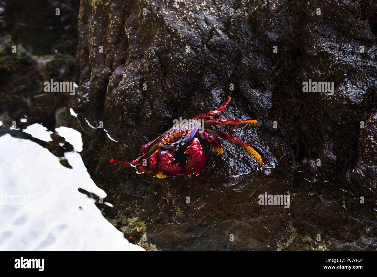 Rouge de l'Atlantique, le crabe nordique (Grapsus adscensionis), La Gomera, Îles Canaries, Espagne Banque D'Images