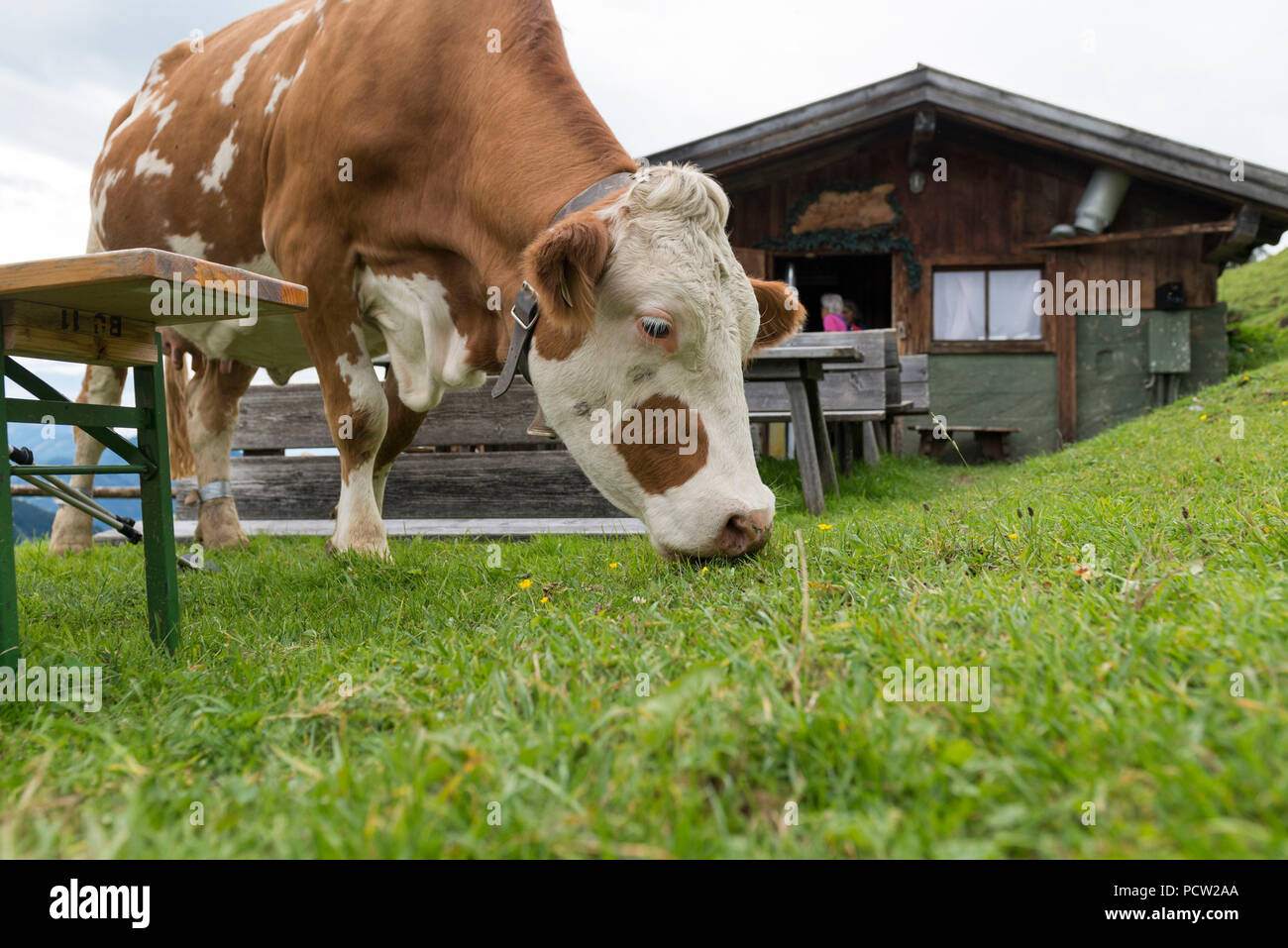 Autriche, Tyrol, Alpbach valley, le pâturage à l'Ausserhauseralm la vache. Banque D'Images