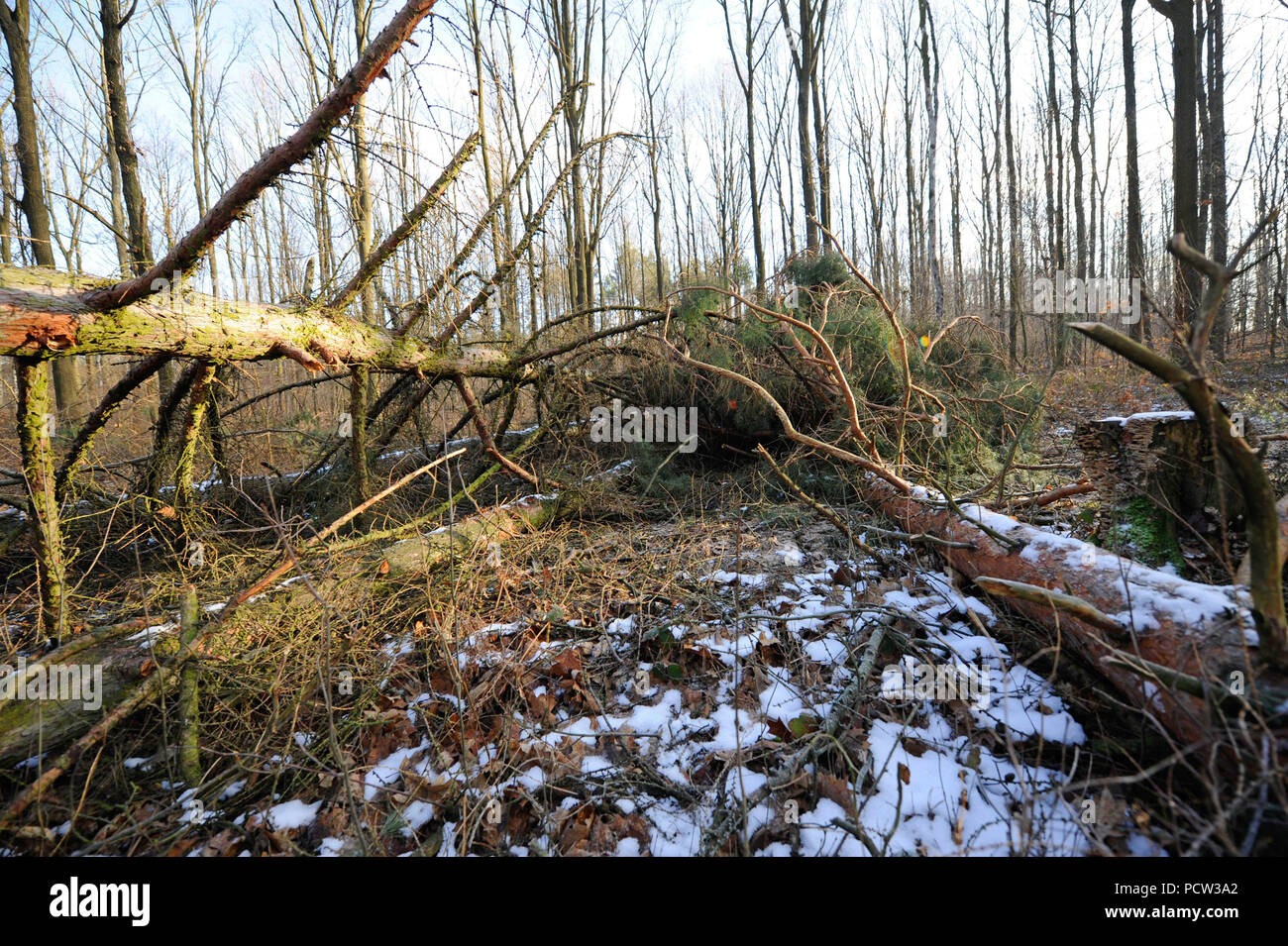 Sturm 'Friederike' balayé la Saxe à la fin de janvier 2018 dans la force d'un ouragan et gauche de lourds dégâts dans les forêts de Saxe à travers les arbres tombés Banque D'Images