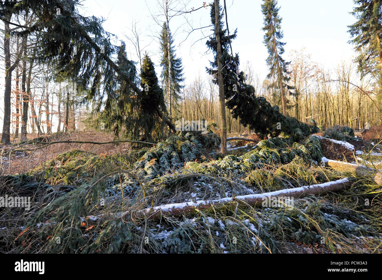 Sturm 'Friederike' balayé la Saxe à la fin de janvier 2018 dans la force d'un ouragan et gauche de lourds dégâts dans les forêts de Saxe par des arbres tombés Banque D'Images