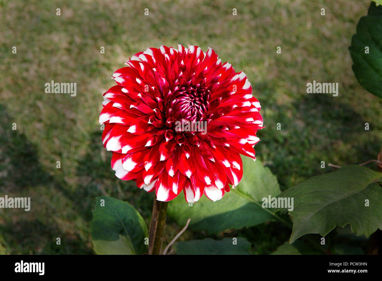 Close-up de fleur en fond vert pétales rouge vif avec des pointes blanches Banque D'Images