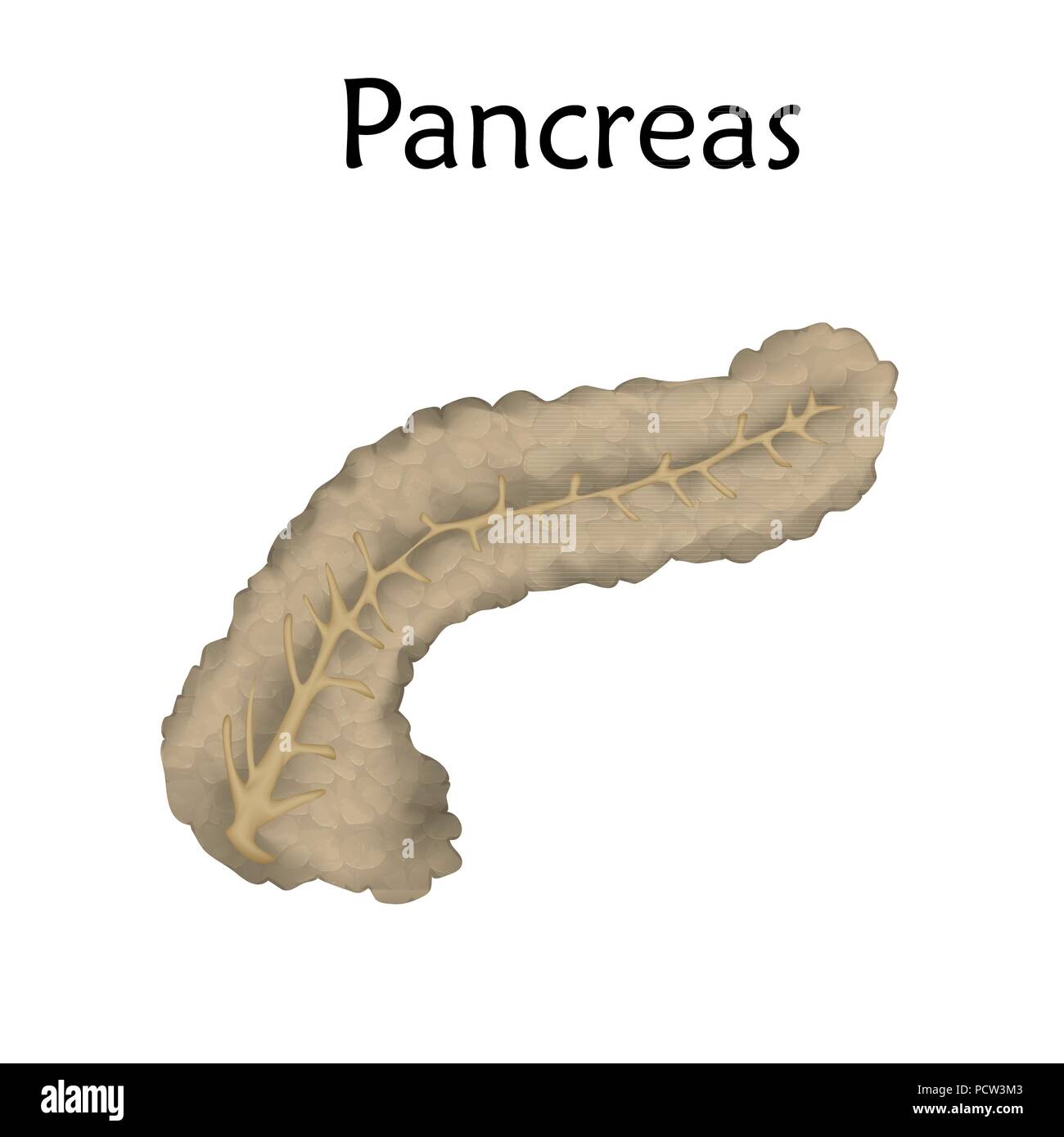 Pancreas diagram Banque de photographies et d’images à haute résolution ...
